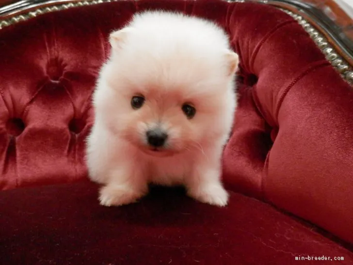 ID：1910-01750の子犬