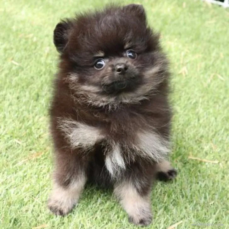 ID:2205-03059の子犬