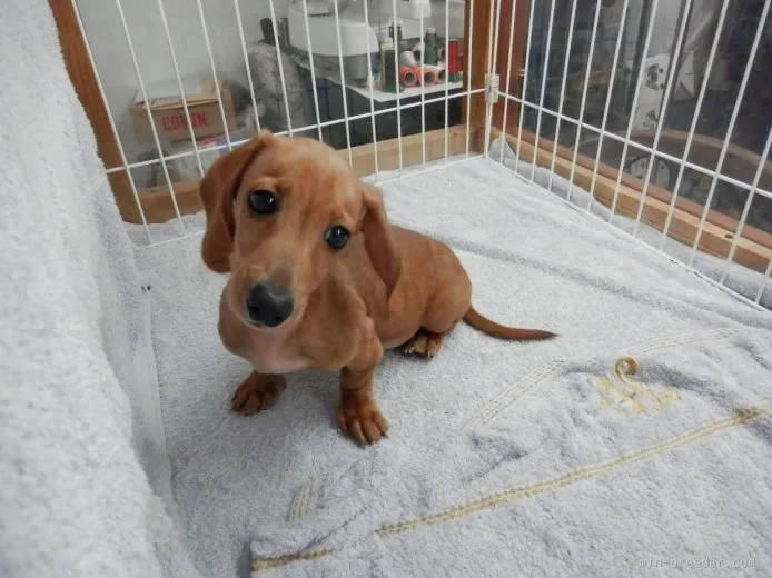 ID：1509-01285の子犬