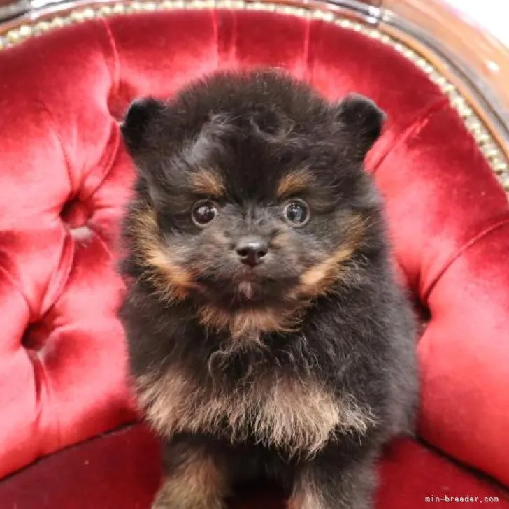 ID:2210-04238の子犬