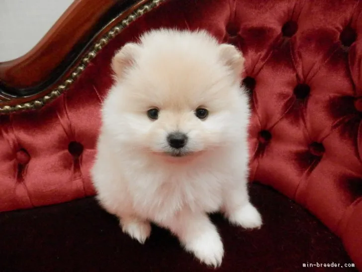 ID：1804-01106の子犬