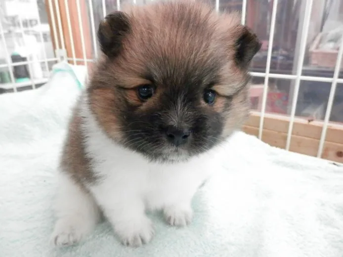 ID：1403-00796の子犬