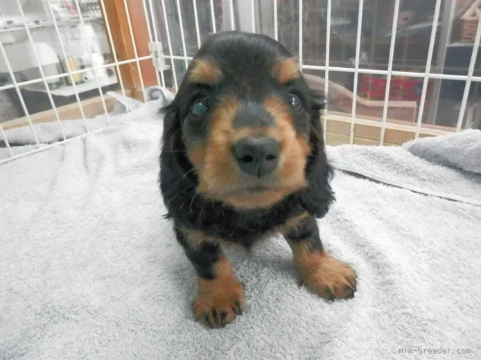 ID：1510-00636の子犬