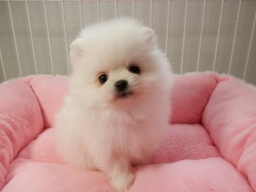 ポメラニアン【静岡県・女の子・2017年2月24日・ホワイト】の写真「色白な可愛い子」