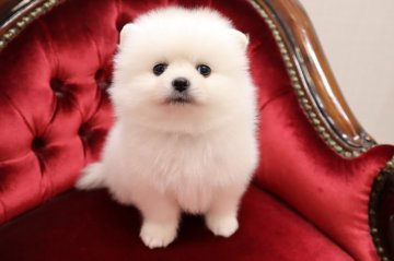 ポメラニアン【静岡県・男の子・2022年2月16日・クリーム】の写真「ガッチリむっちり怪我の少ないタイプ」