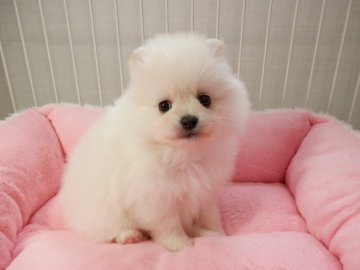 ポメラニアン【静岡県・男の子・2017年2月24日・クリーム】の写真「大きな瞳」