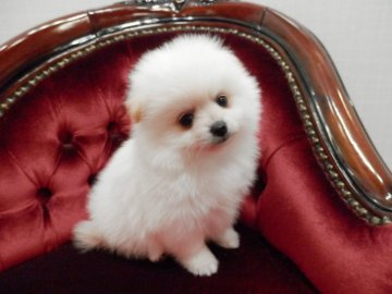ポメラニアン【静岡県・男の子・2019年5月8日・クリーム】の写真「綺麗なクリーム」