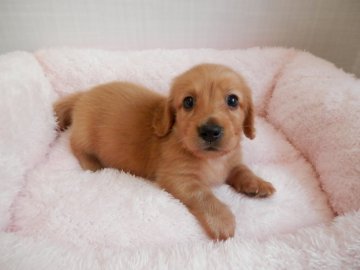 ミニチュアダックスフンド(ロング)【静岡県・男の子・2017年6月9日・ゴールド】の写真「明るいゴールドの子」