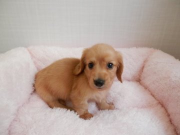 ミニチュアダックスフンド(ロング)【静岡県・男の子・2017年6月9日・ゴールド】の写真「きれいなゴールドの子」