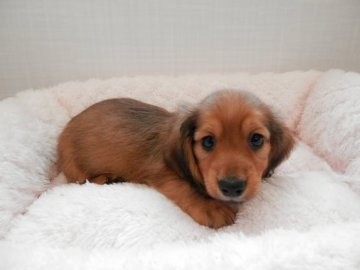 ミニチュアダックスフンド(ロング)【静岡県・男の子・2017年6月9日・レッド】の写真「きれいなレッドの子」