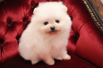 ポメラニアン【静岡県・女の子・2020年12月21日・クリーム】の写真「父-輸入犬チャオリアのJKCチャンピオン.」