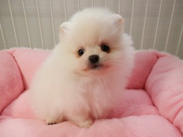 ポメラニアン【静岡県・男の子・2017年2月24日・クリーム】の写真「ショートバックの可愛い子」