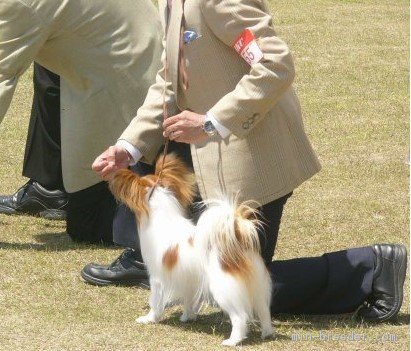 佐藤　公則(さとう　きみのり)ブリーダー(宮崎県・パピヨン・JKC登録)の紹介写真1