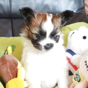 パピヨン【宮崎県・男の子・2025年10月14日・セーブルアンドホワイト】の写真「小ぶりで個性的な模様のテケテケ動く男の子」