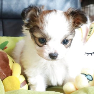 パピヨン【宮崎県・女の子・2025年10月14日・レッドアンドホワイト】の写真「愛らしいお顔と性格の小ぶりな女の子」