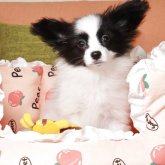 パピヨン
