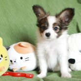パピヨン