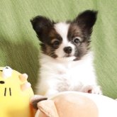 パピヨン