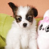 パピヨン