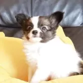 パピヨン