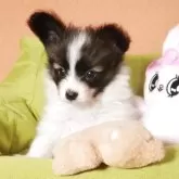 パピヨン