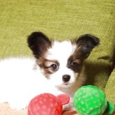 パピヨン