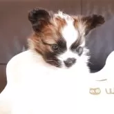 パピヨン【宮崎県・男の子・2025年10月14日・セーブルアンドホワイト】の写真2