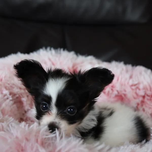 ID:2107-00170の子犬