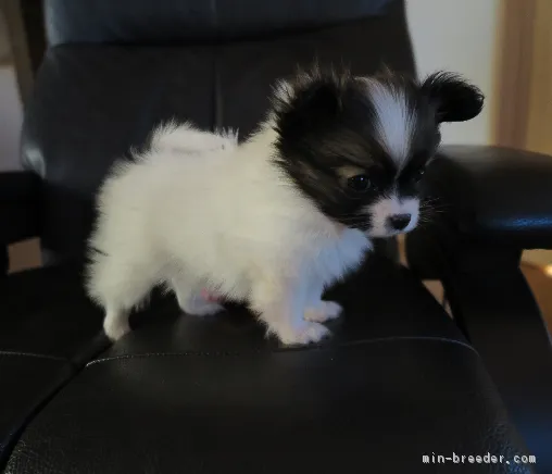 りんご 様のお迎えした子犬