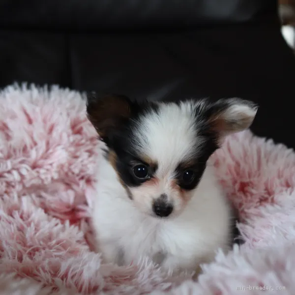 ID:2107-00173の子犬