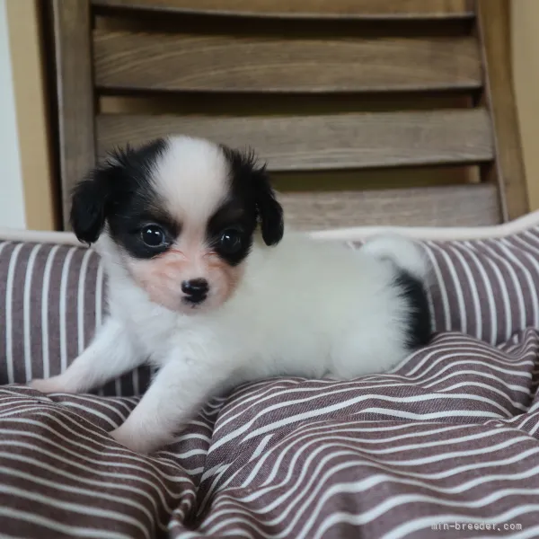 アンバーママ 様のお迎えした子犬