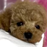 トイプードル(トイ)【香川県・男の子・2025年2月1日・アプリコット】の写真11