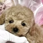 トイプードル(トイ)【香川県・男の子・2025年2月1日・アプリコット】の写真13