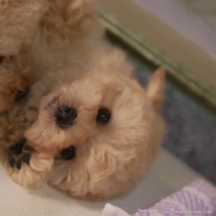 K 様のお迎えした子犬