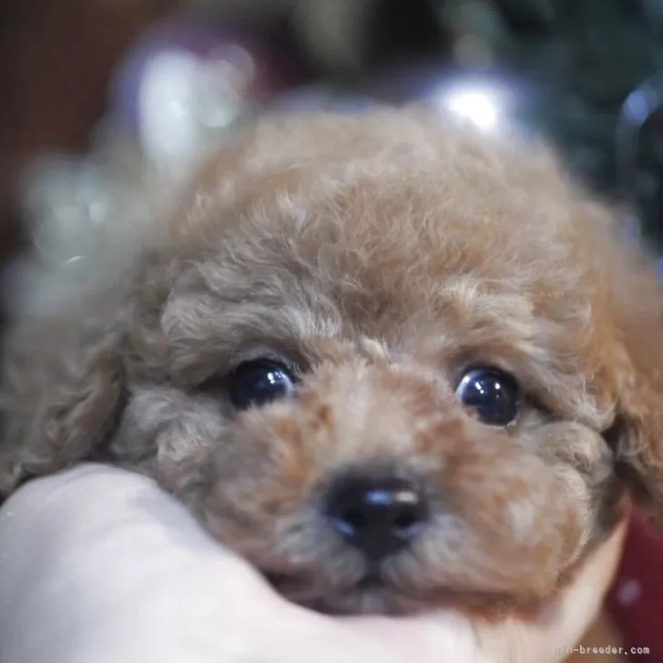 K.S 様のお迎えした子犬