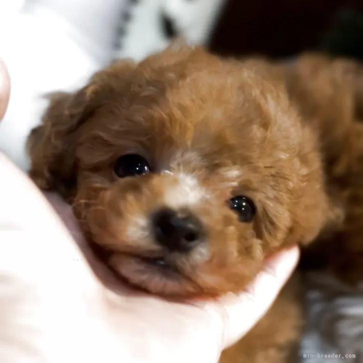 ティーカッププードル【香川県・男の子・2025年9月22日・レッド】の写真1