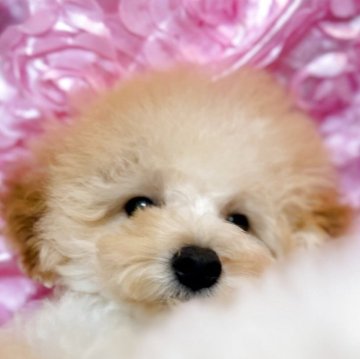 トイプードル(トイ)【香川県・男の子・2025年8月5日・クリーム】の写真「貴重なクリームカラー💓性格も可愛いすぎる王子です」