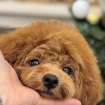 トイプードル(トイ)【香川県・女の子・2025年7月26日・レッド】の写真「❣️アイドル姫❣️✨✨貴重なビロードレッド💓」