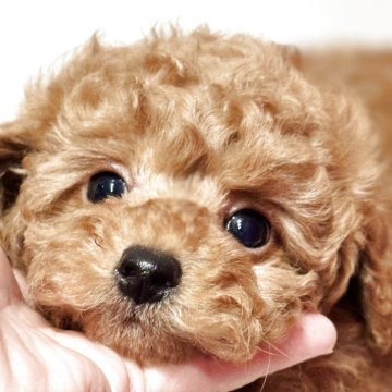 トイプードル(トイ)【香川県・男の子・2025年7月26日・レッド】の写真「小熊フェイス🧸🌟ふわふわ朗らか王子🤴」