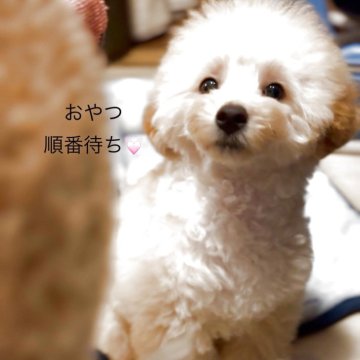 トイプードル(トイ)【香川県・男の子・2025年8月5日・クリーム】の写真「貴重なクリームカラー💓性格も可愛いしっかりサイズ」