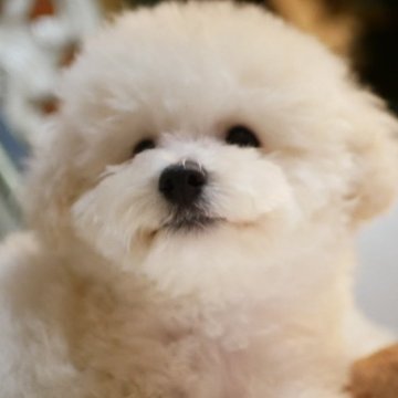 トイプードル(トイ)【香川県・男の子・2024年8月13日・ホワイト】の写真「🌸素晴らしい被毛質感のホワイトプードル🐩🌸」