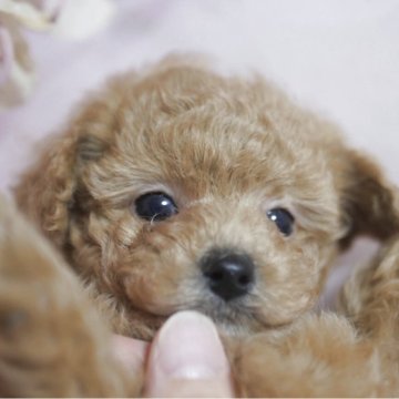 トイプードル(トイ)【香川県・男の子・2025年9月14日・アプリコット】の写真「小柄な中にも光る知性✨✨理系王子✨」