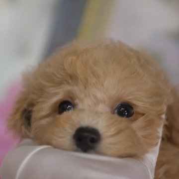トイプードル(トイ)【香川県・男の子・2024年10月26日・アプリコット】の写真「優しいお兄ちゃん😊年末謝恩セール🎄」