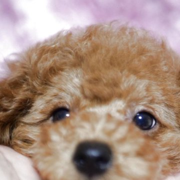 トイプードル(トイ)【香川県・女の子・2025年7月26日・アプリコット】の写真「❣️アイドル姫❣️✨✨」
