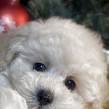 トイプードル(トイ)【香川県・男の子・2025年9月12日・クリーム】の写真「柔らか✨真珠のような輝き✨小熊王子🤴🌹」