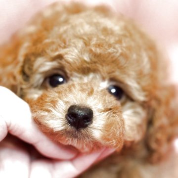 タイニープードル【香川県・男の子・2025年7月26日・レッド】の写真「小熊フェイス🧸🌟ふわふわ王子🤴」