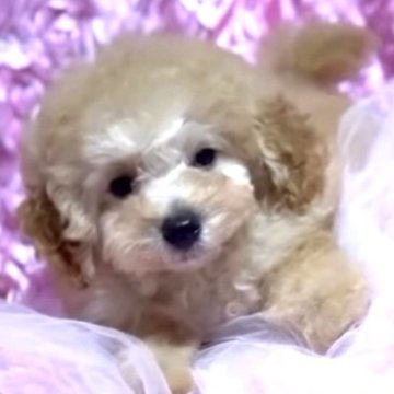 トイプードル(トイ)【香川県・男の子・2025年8月5日・クリーム】の写真「超美形🩷🤴ベビーラッシュにつき特別価格😊です」