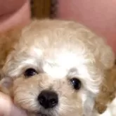 タイニープードル