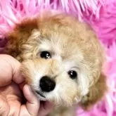トイプードル(トイ)