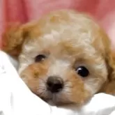 ティーカッププードル